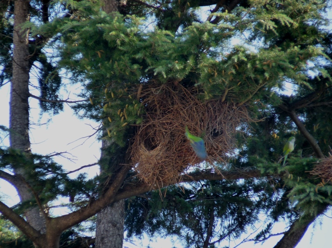 L''albero dei parrocchetti